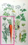 carota selvatica_daucus carota